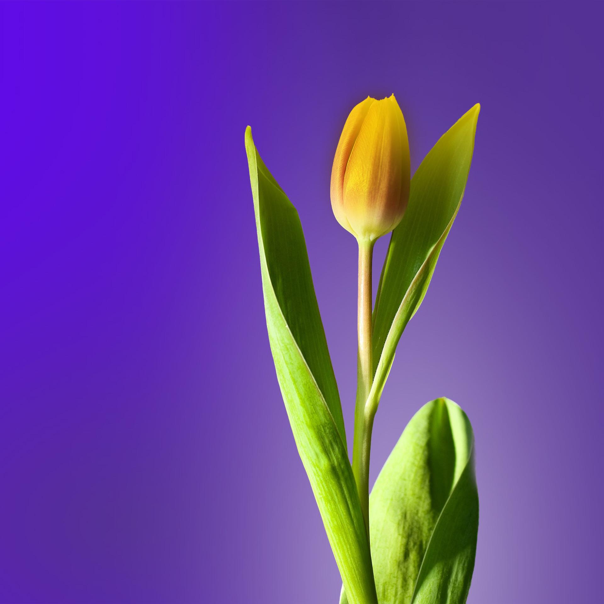 Tulp