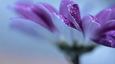 Paarse bloem