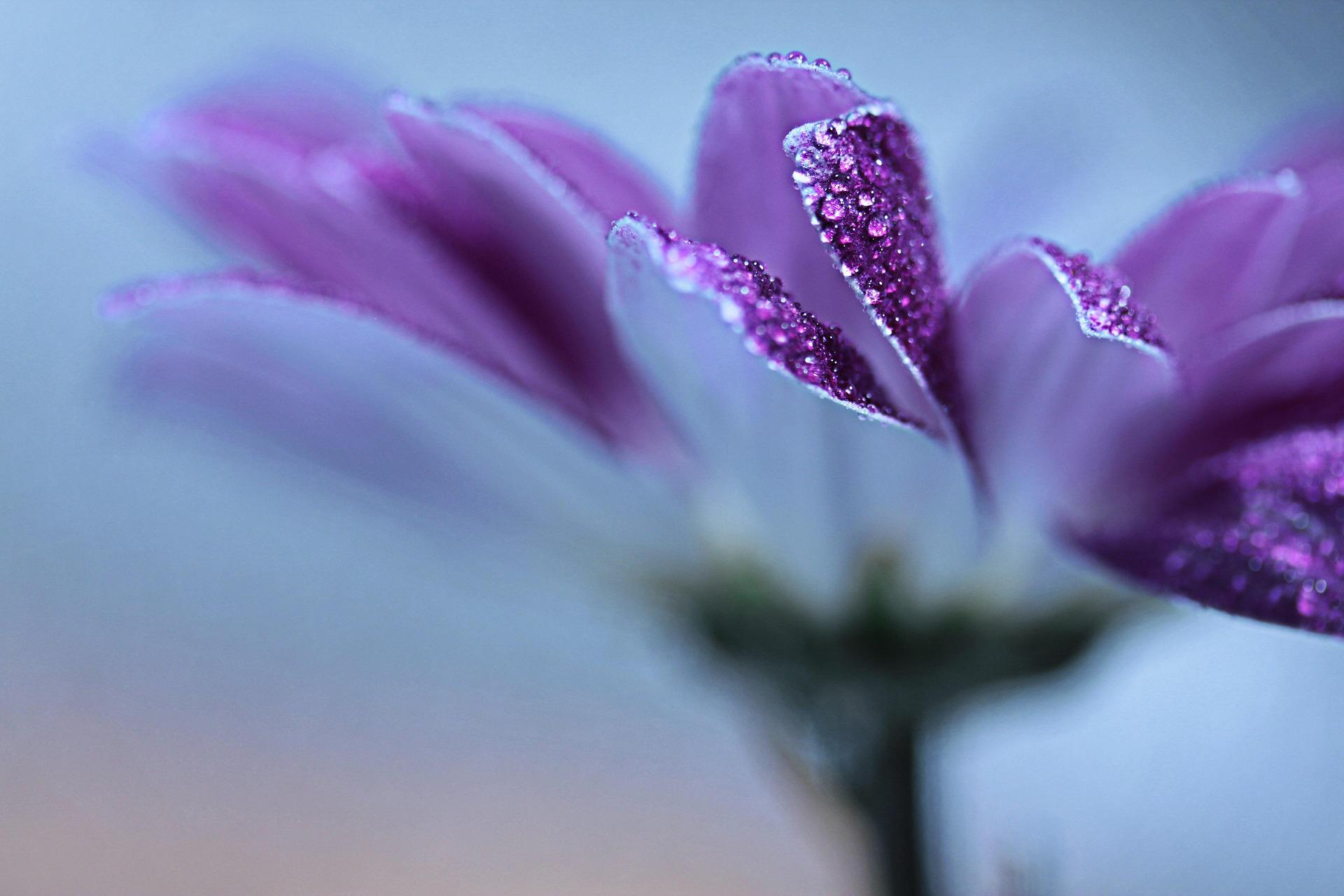 Paarse bloem